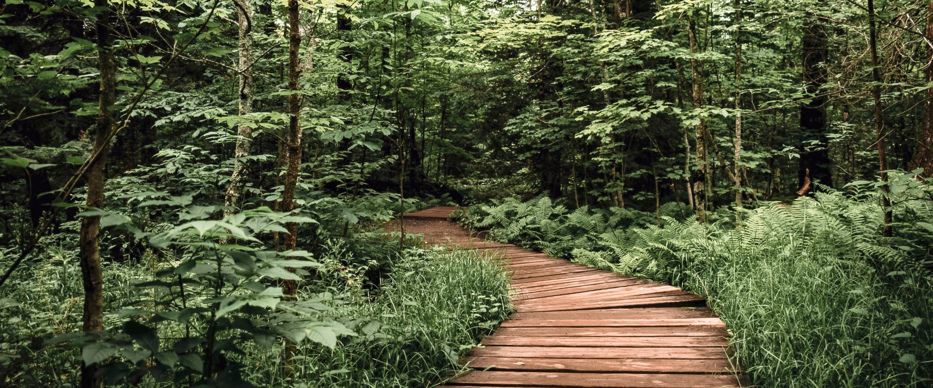 Boardwalk Into The Woods.